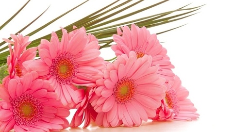  , gerbera, , , 