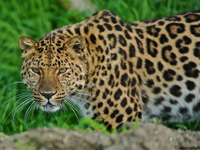 , leopard, , , 