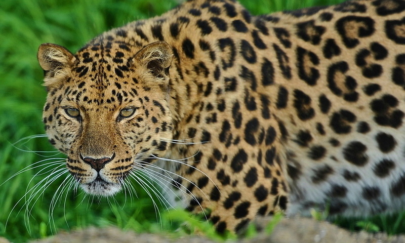 , leopard, , , 