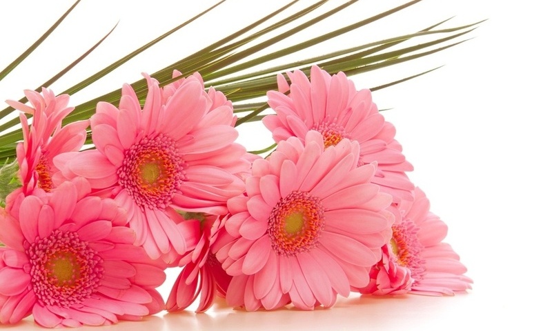  , gerbera, , , 