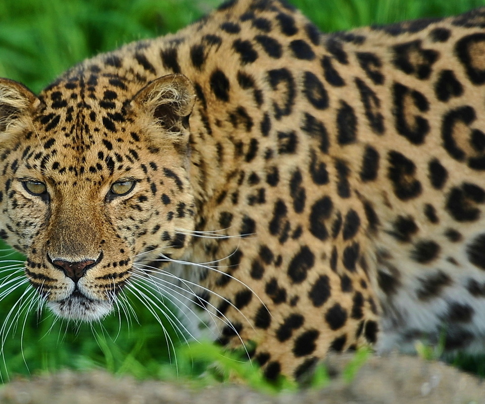 , leopard, , , 