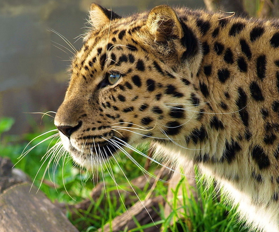 leopard, , , panthera pardus, 