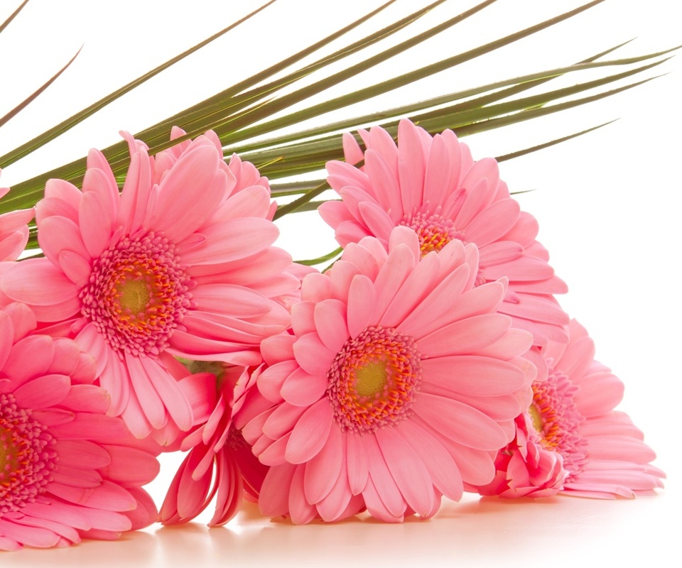  , gerbera, , , 