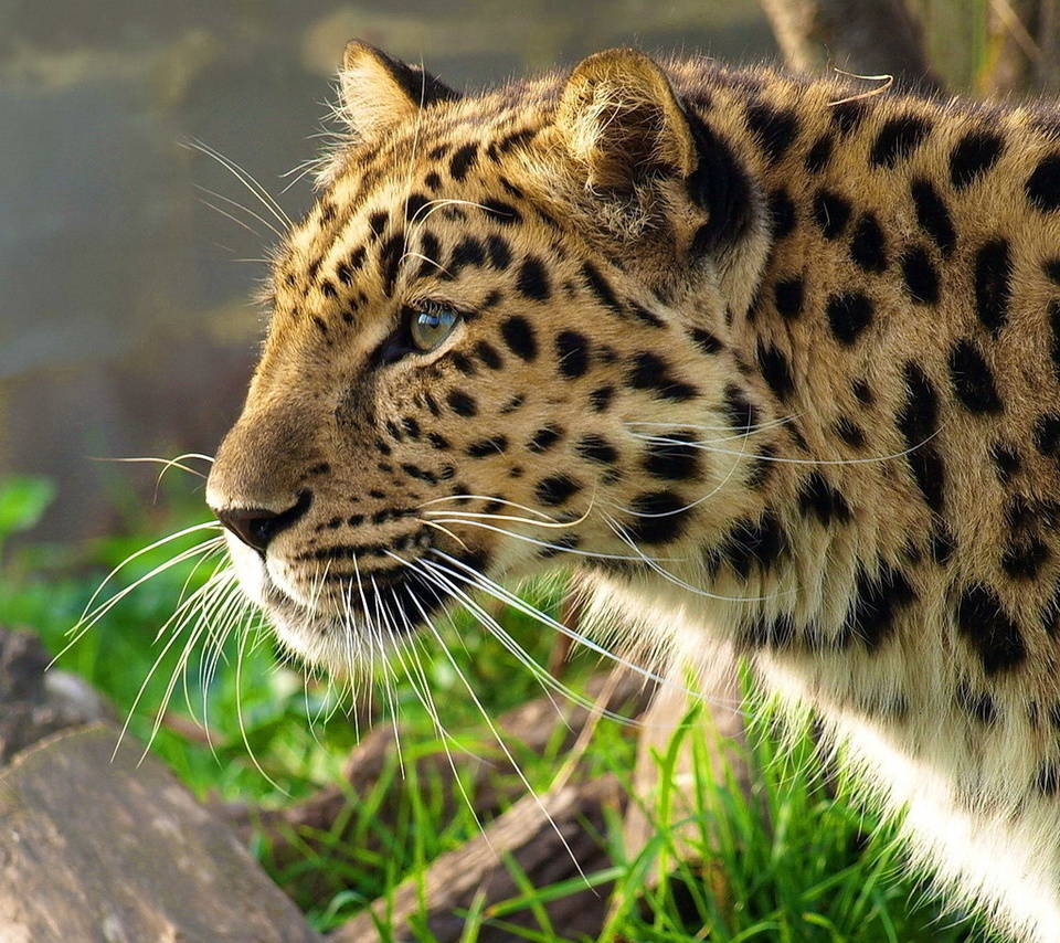 leopard, , , panthera pardus, 