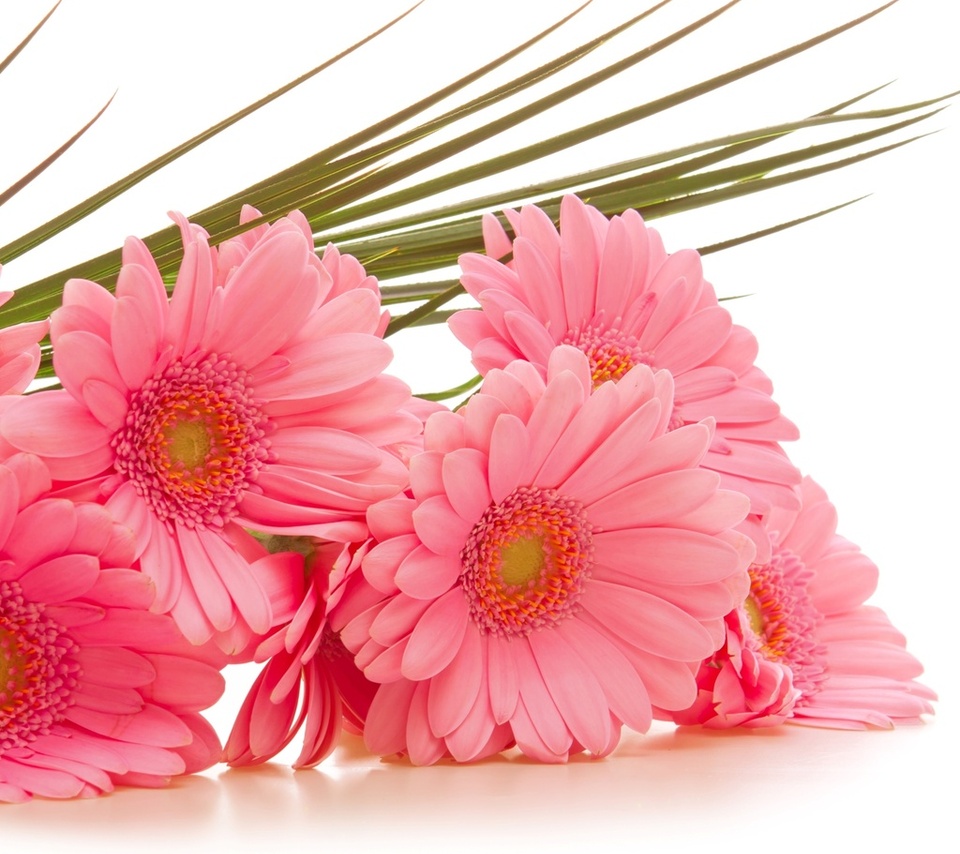  , gerbera, , , 