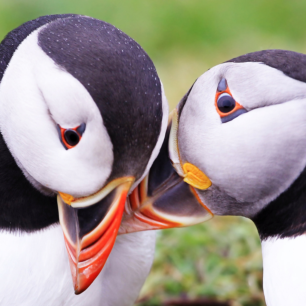  , puffins, fratercula arctica, 