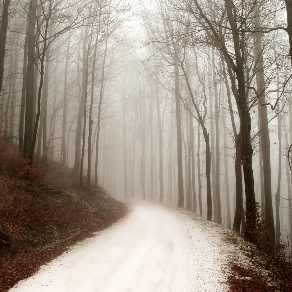 path, winter, ,  , , forest, , 