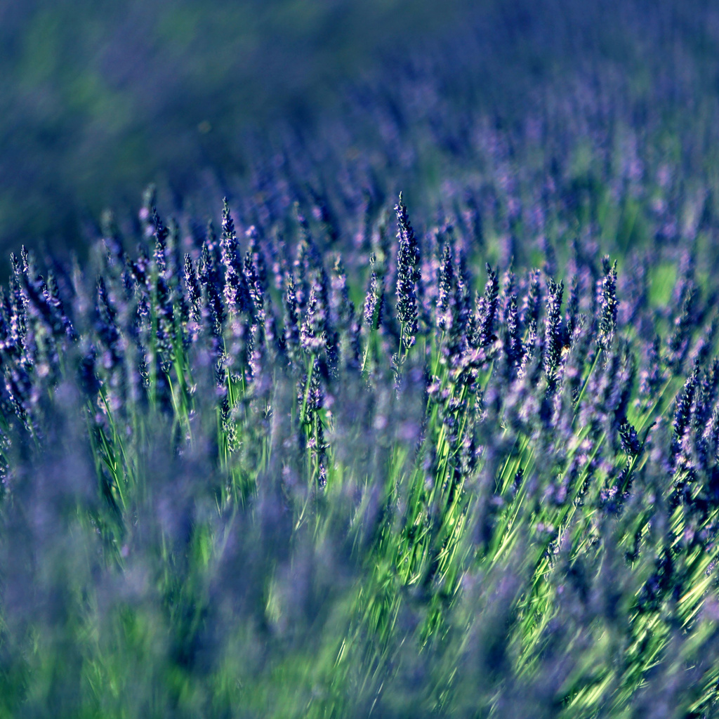 , , lavender