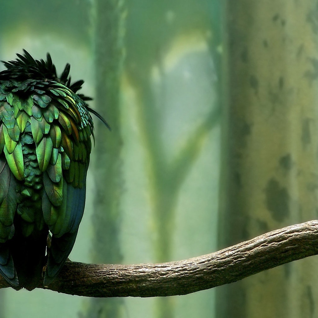 , , , , , , parrot, green, forest, calmness, bird, branch