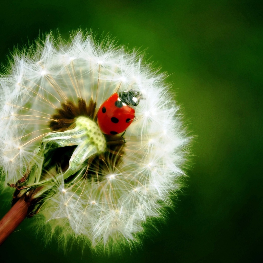  , , , , , , , , , ladybird, dandelion