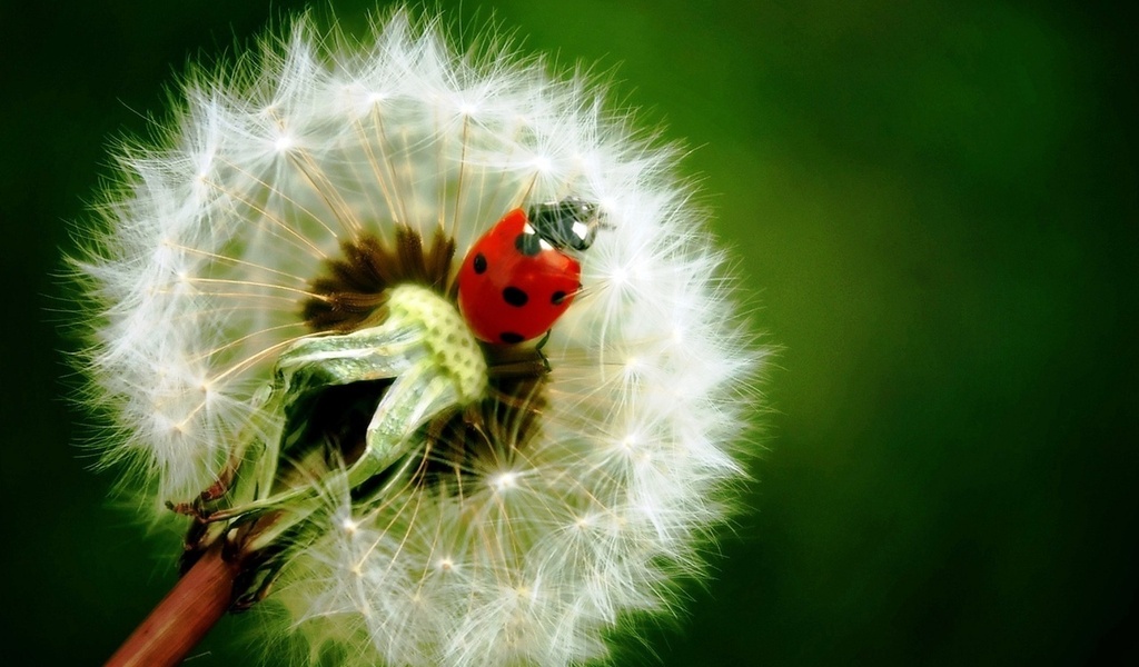  , , , , , , , , , ladybird, dandelion