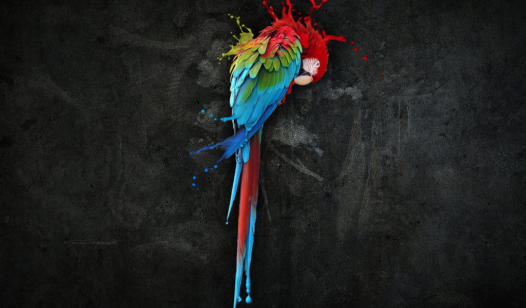 , , , , , , , parrot, ara, bird, colorful