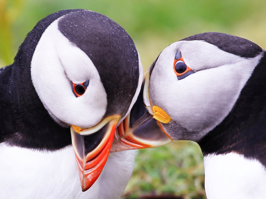  , puffins, fratercula arctica, 