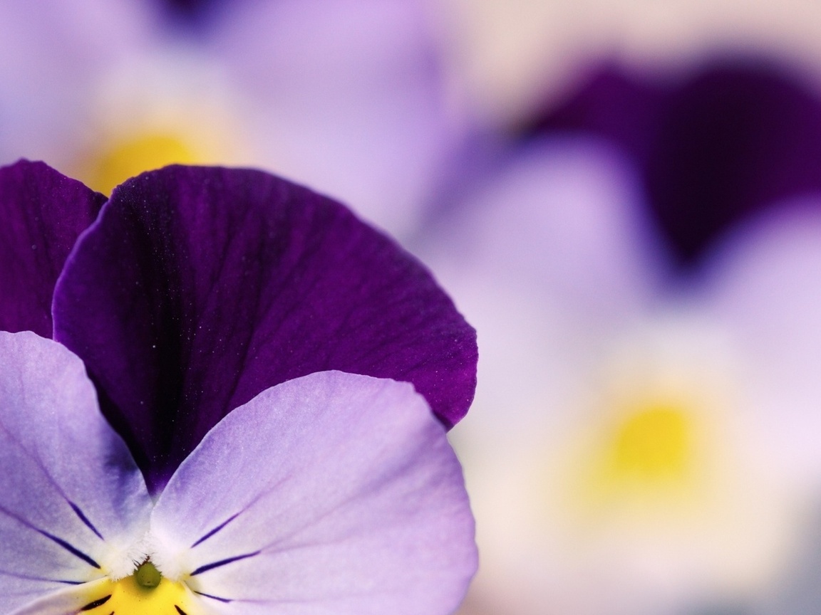  , , , , pansy, pansies, 