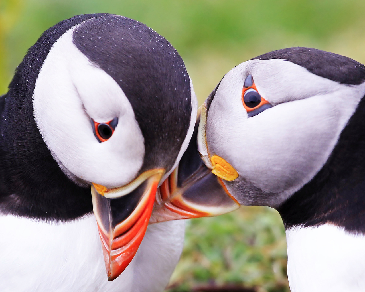  , puffins, fratercula arctica, 