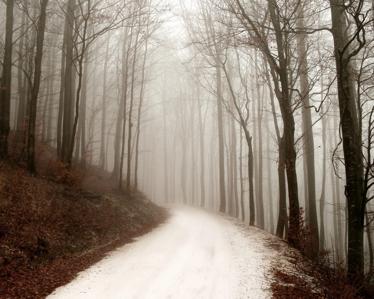 path, winter, ,  , , forest, , 