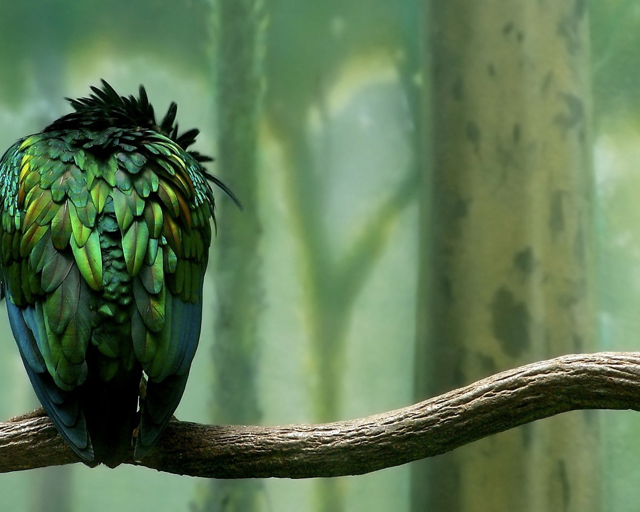 , , , , , , parrot, green, forest, calmness, bird, branch