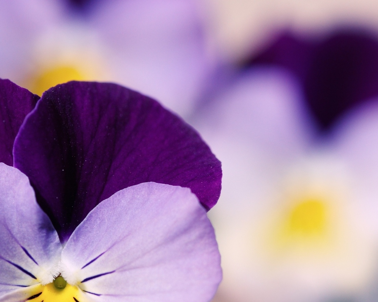  , , , , pansy, pansies, 