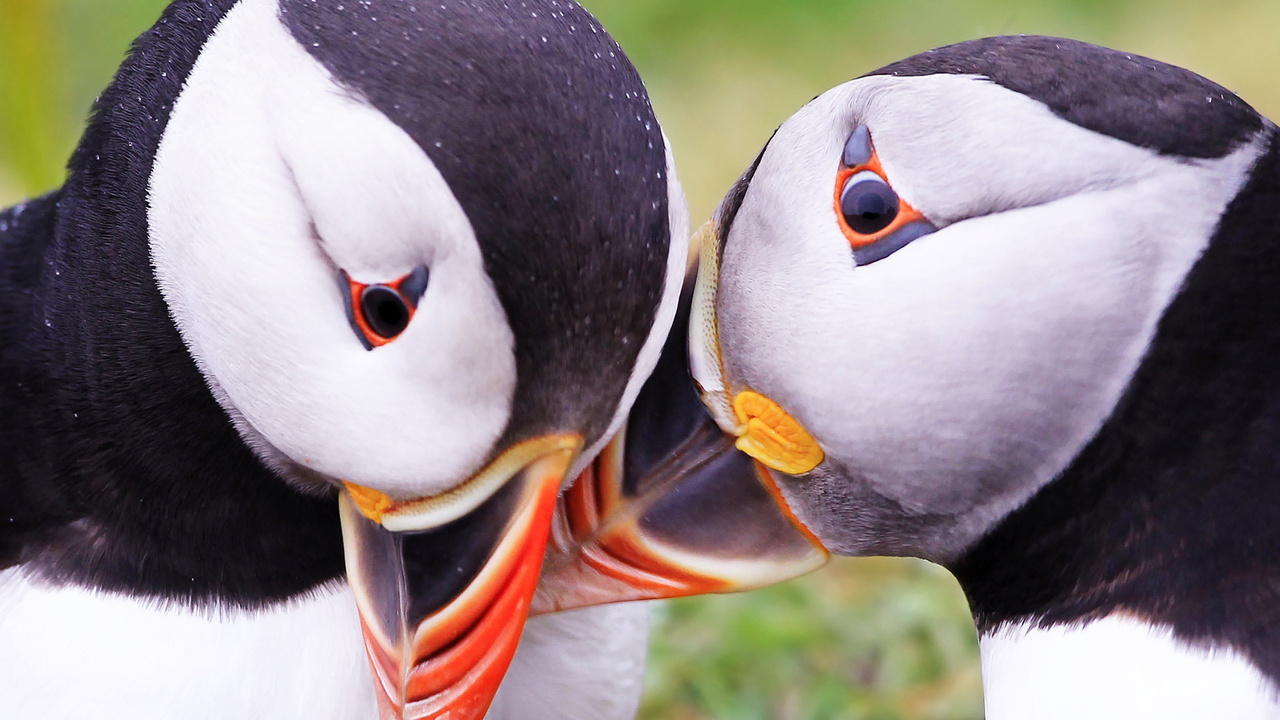  , puffins, fratercula arctica, 