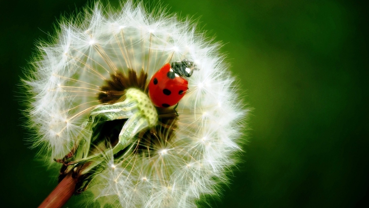  , , , , , , , , , ladybird, dandelion