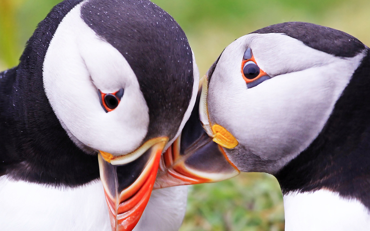  , puffins, fratercula arctica, 