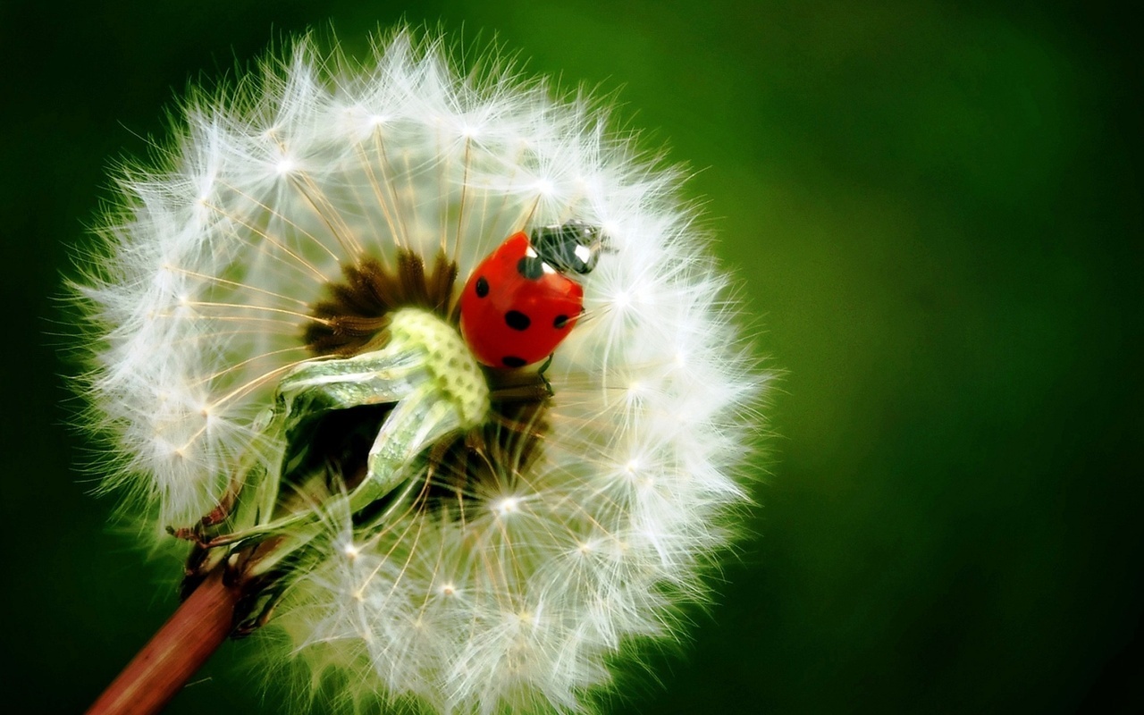  , , , , , , , , , ladybird, dandelion