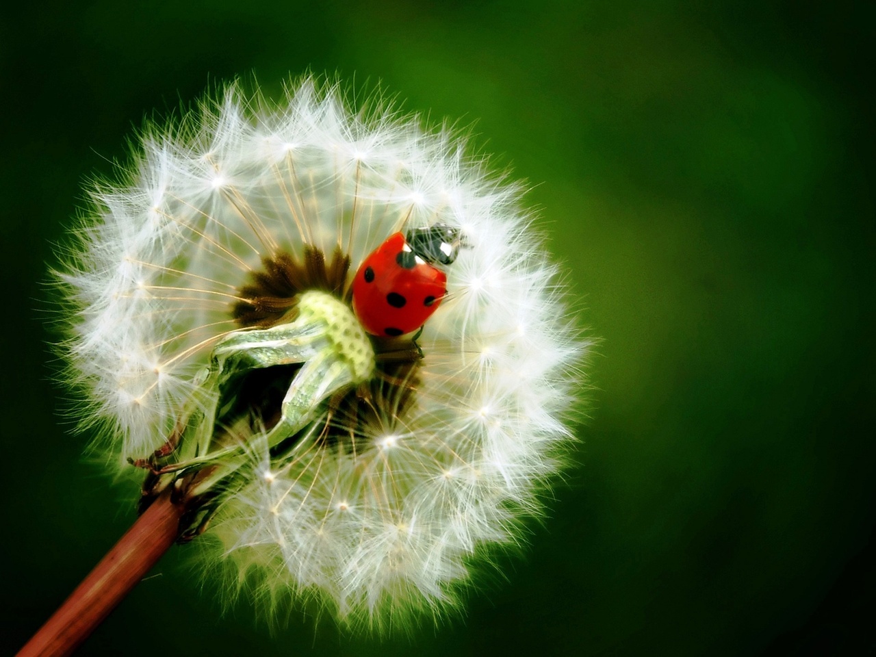  , , , , , , , , , ladybird, dandelion