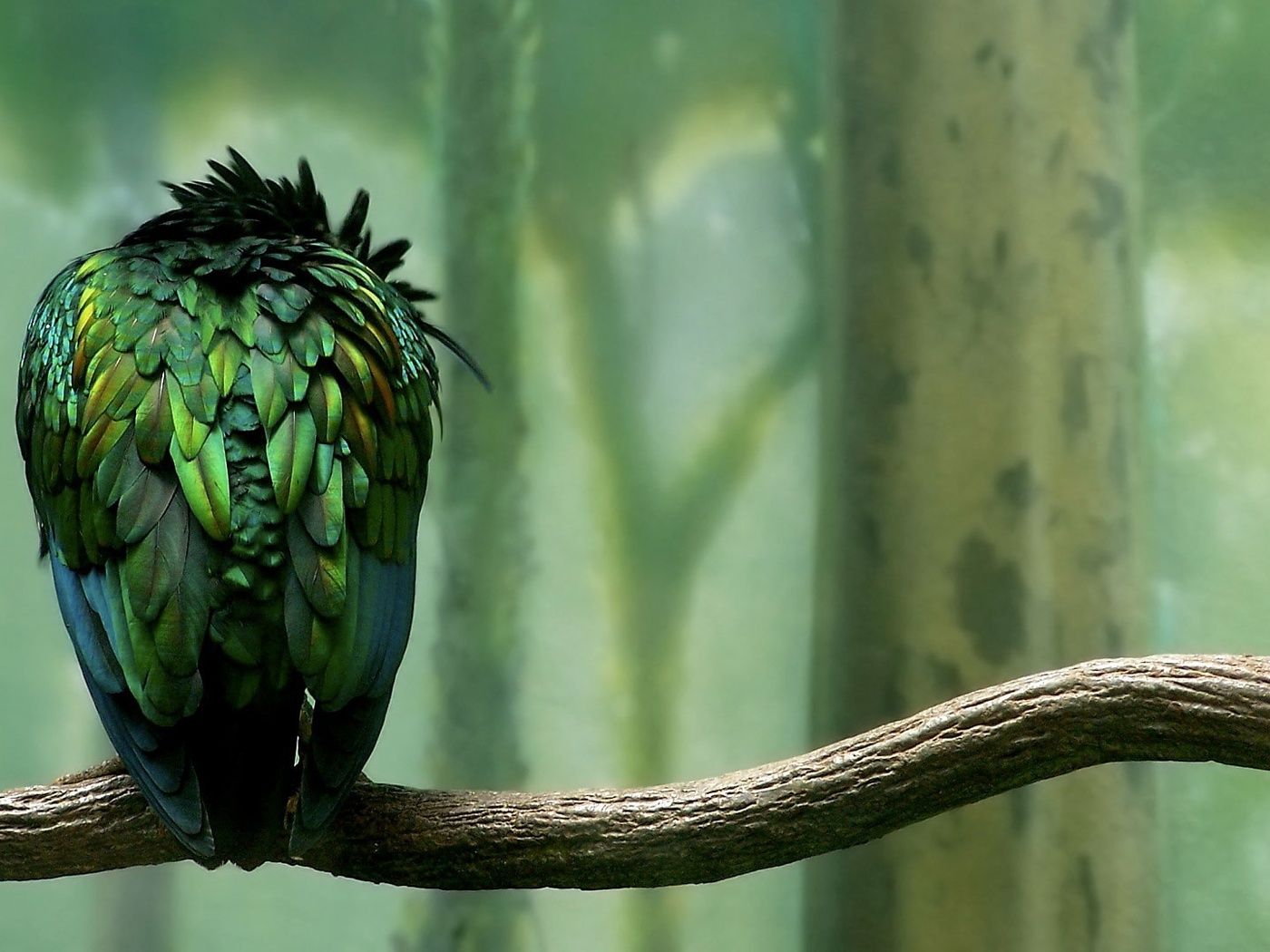 , , , , , , parrot, green, forest, calmness, bird, branch