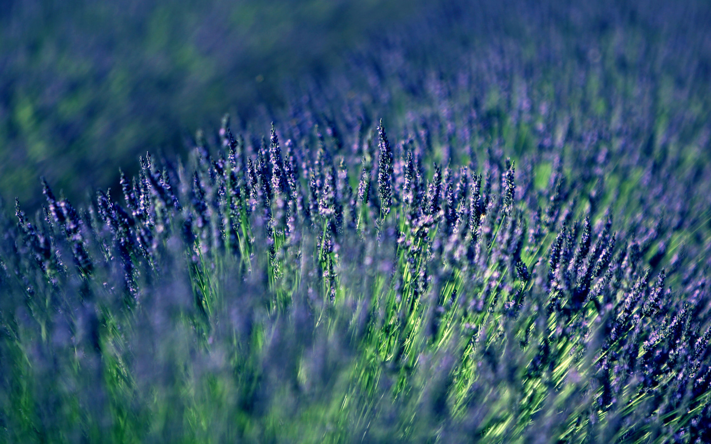 , , lavender