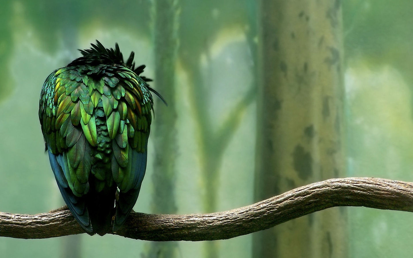 , , , , , , parrot, green, forest, calmness, bird, branch