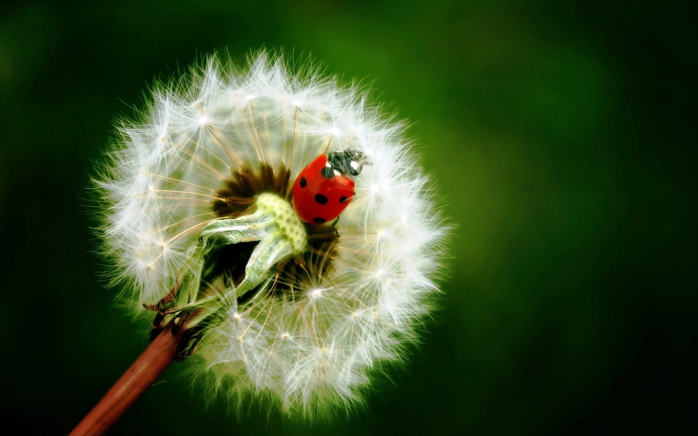  , , , , , , , , , ladybird, dandelion