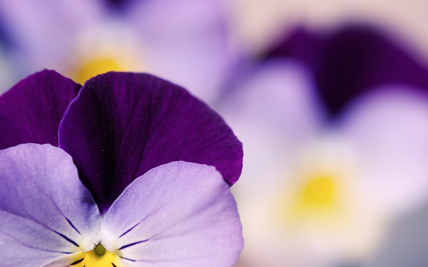  , , , , pansy, pansies, 