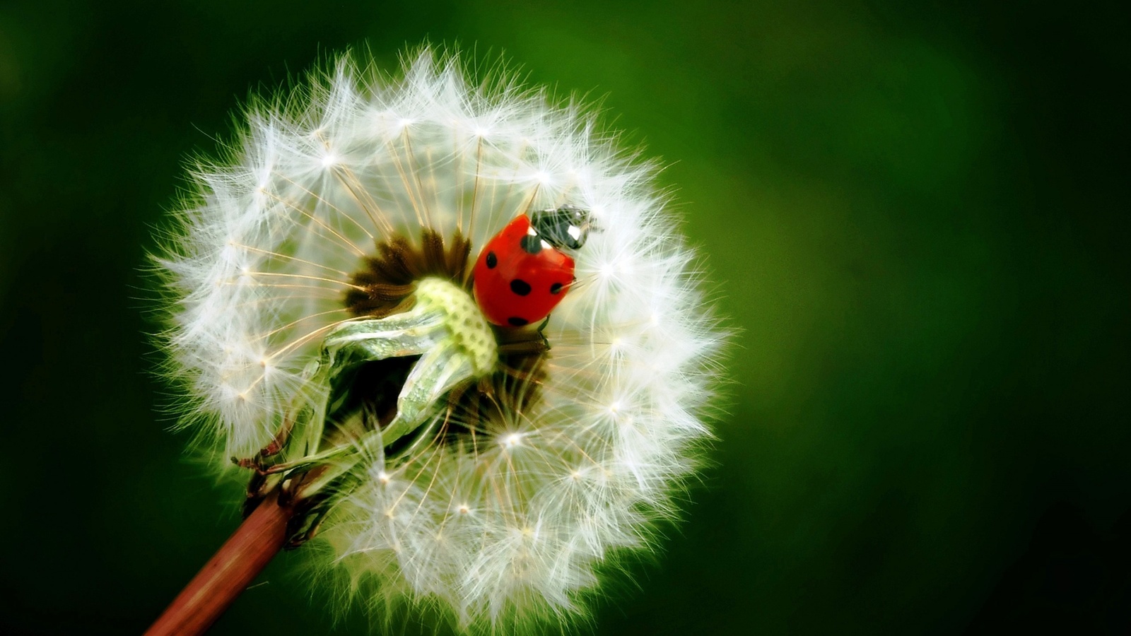  , , , , , , , , , ladybird, dandelion