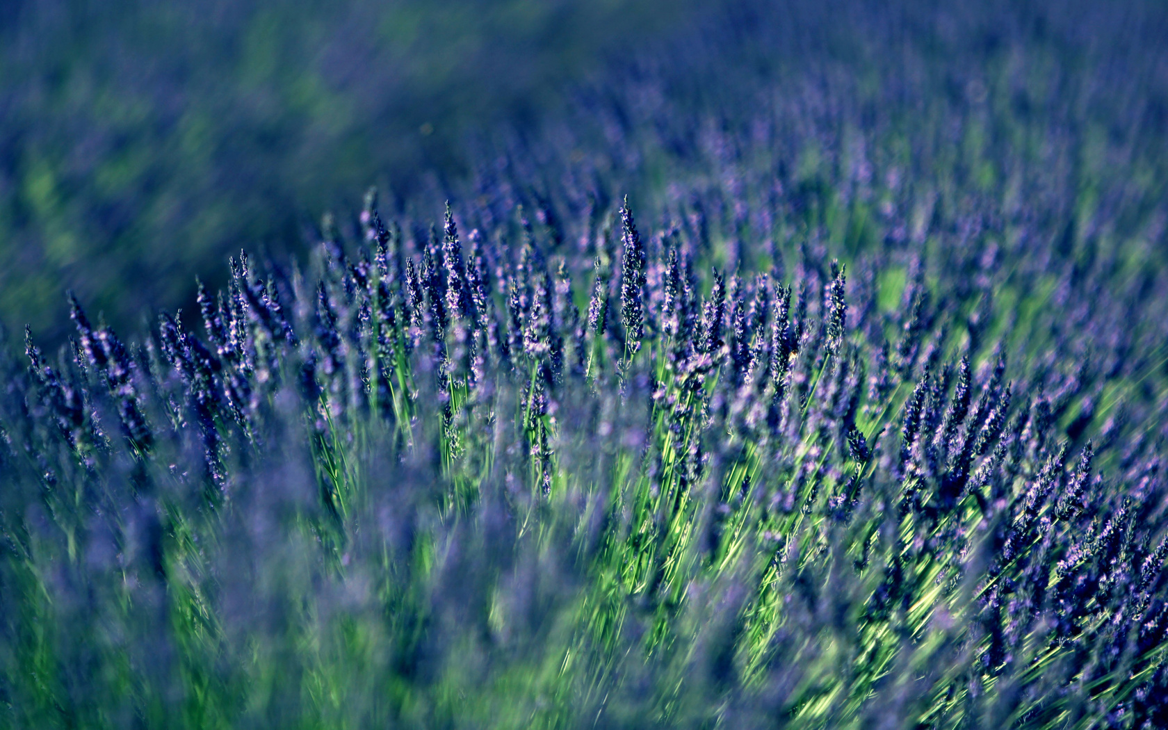 , , lavender