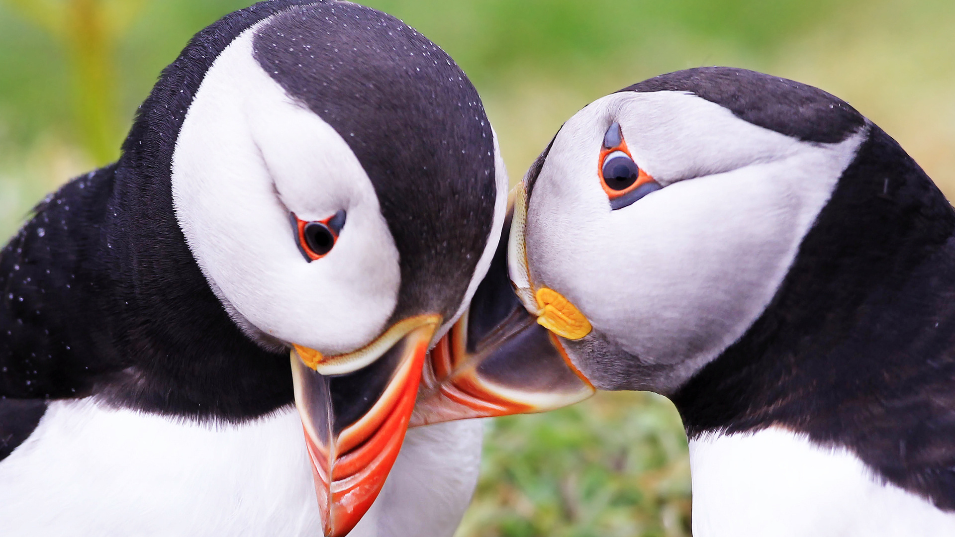  , puffins, fratercula arctica, 