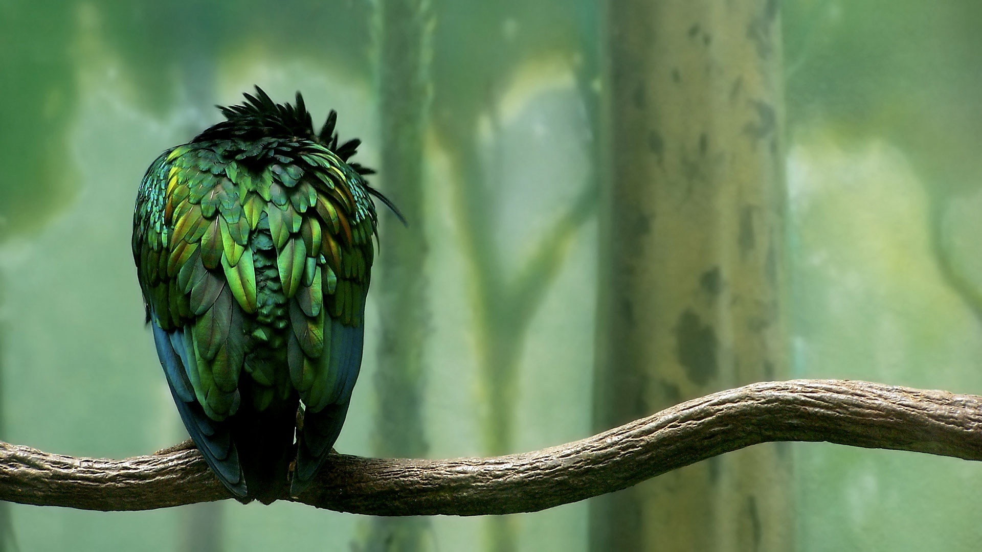 , , , , , , parrot, green, forest, calmness, bird, branch