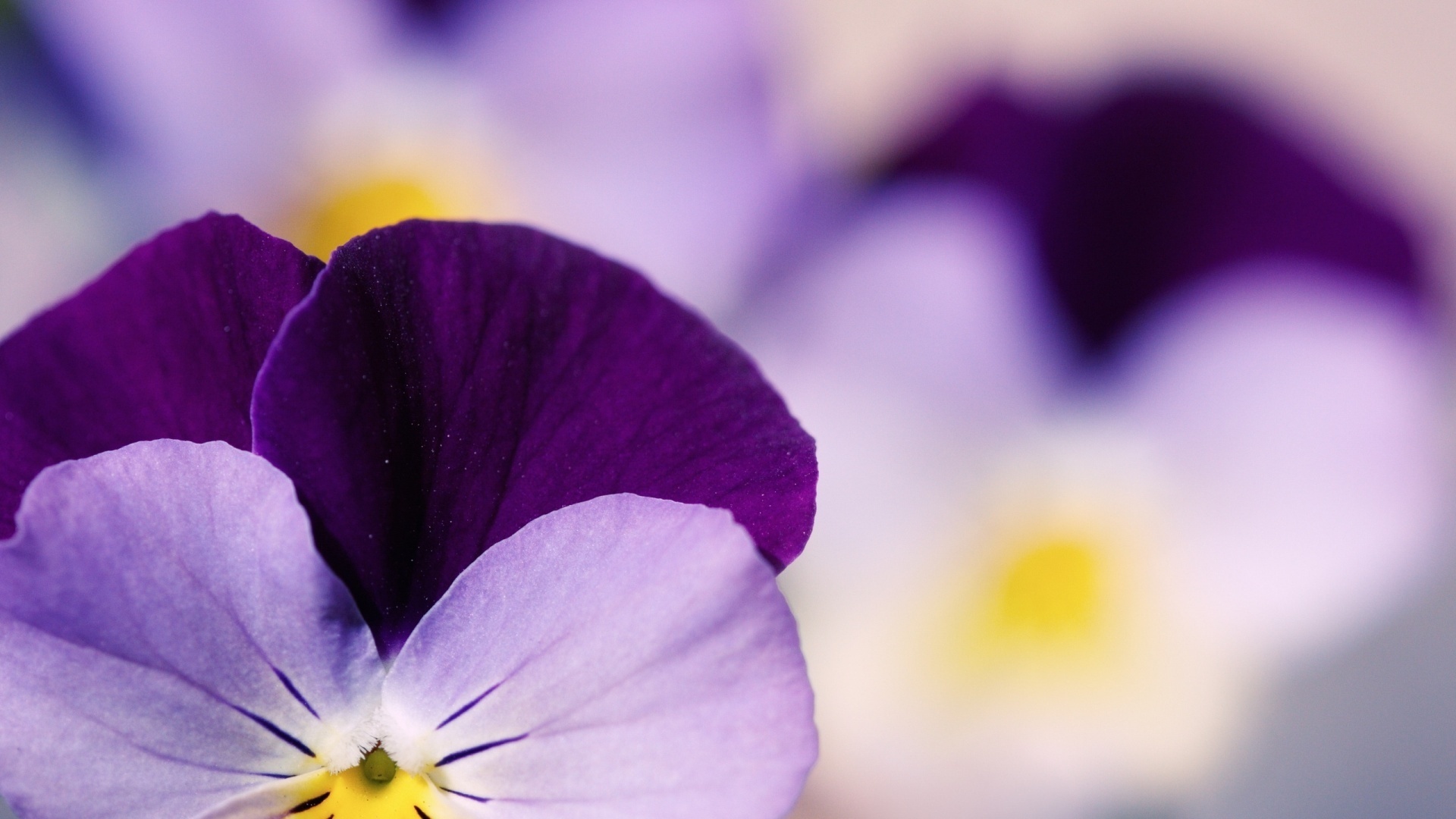  , , , , pansy, pansies, 