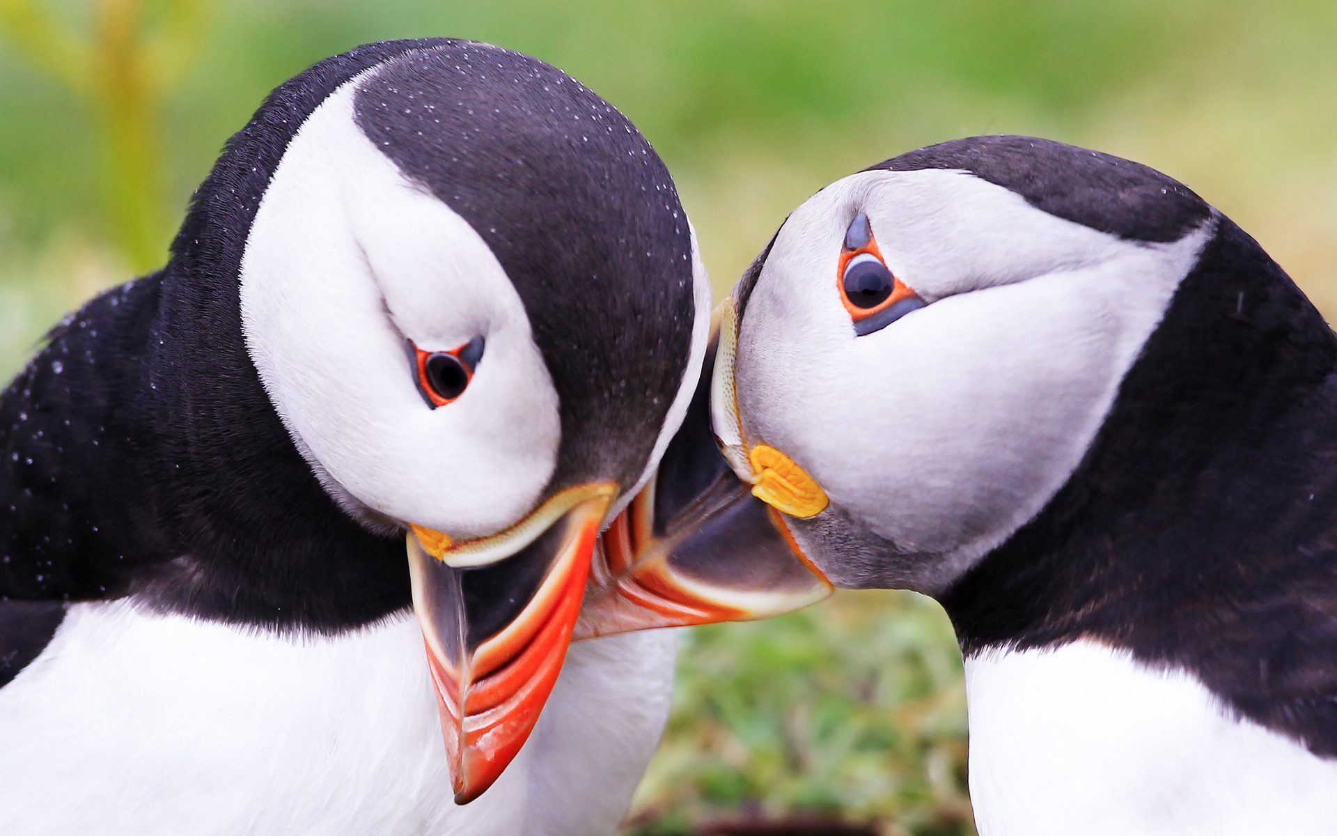  , puffins, fratercula arctica, 