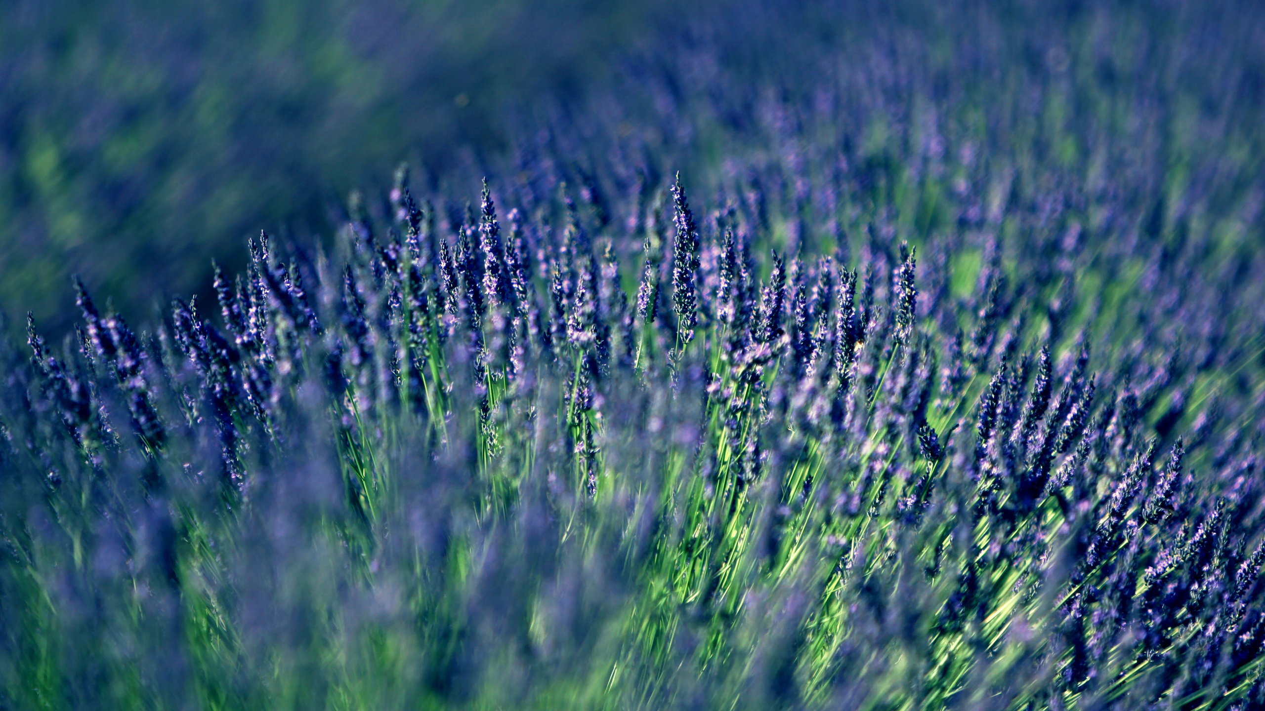 , , lavender