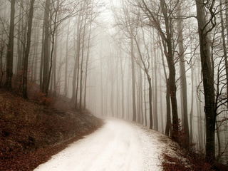 path, winter, ,  , , forest, , 