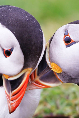  , puffins, fratercula arctica, 