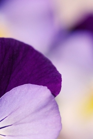  , , , , pansy, pansies, 