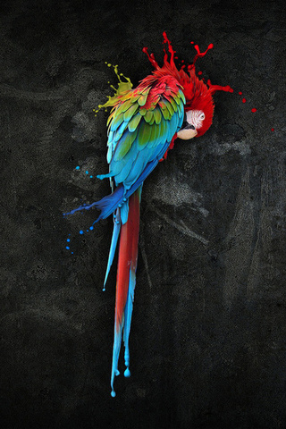 , , , , , , , parrot, ara, bird, colorful
