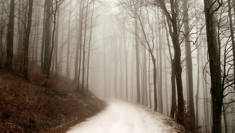 path, winter, ,  , , forest, , 
