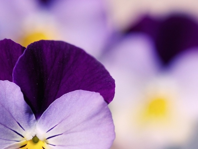  , , , , pansy, pansies, 