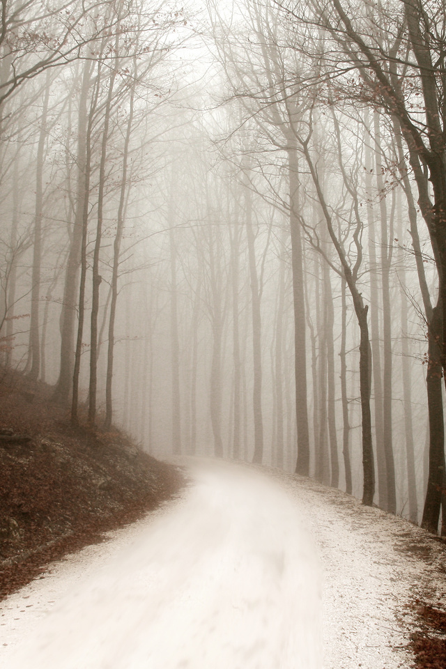 path, winter, ,  , , forest, , 