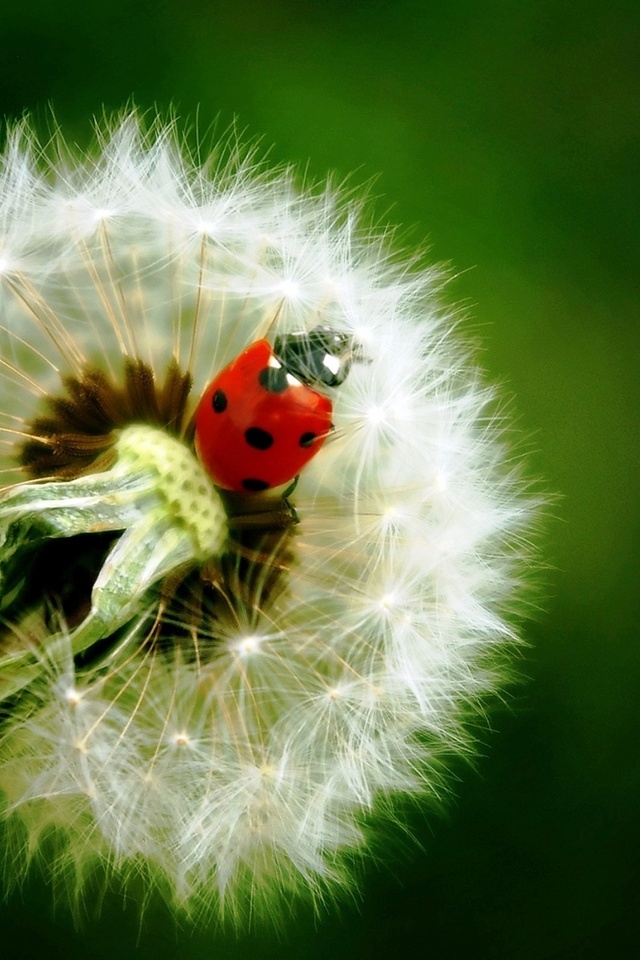  , , , , , , , , , ladybird, dandelion