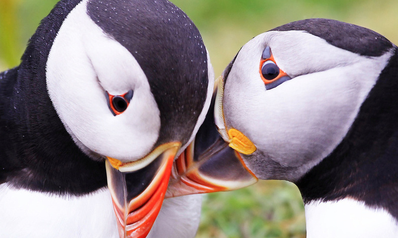  , puffins, fratercula arctica, 