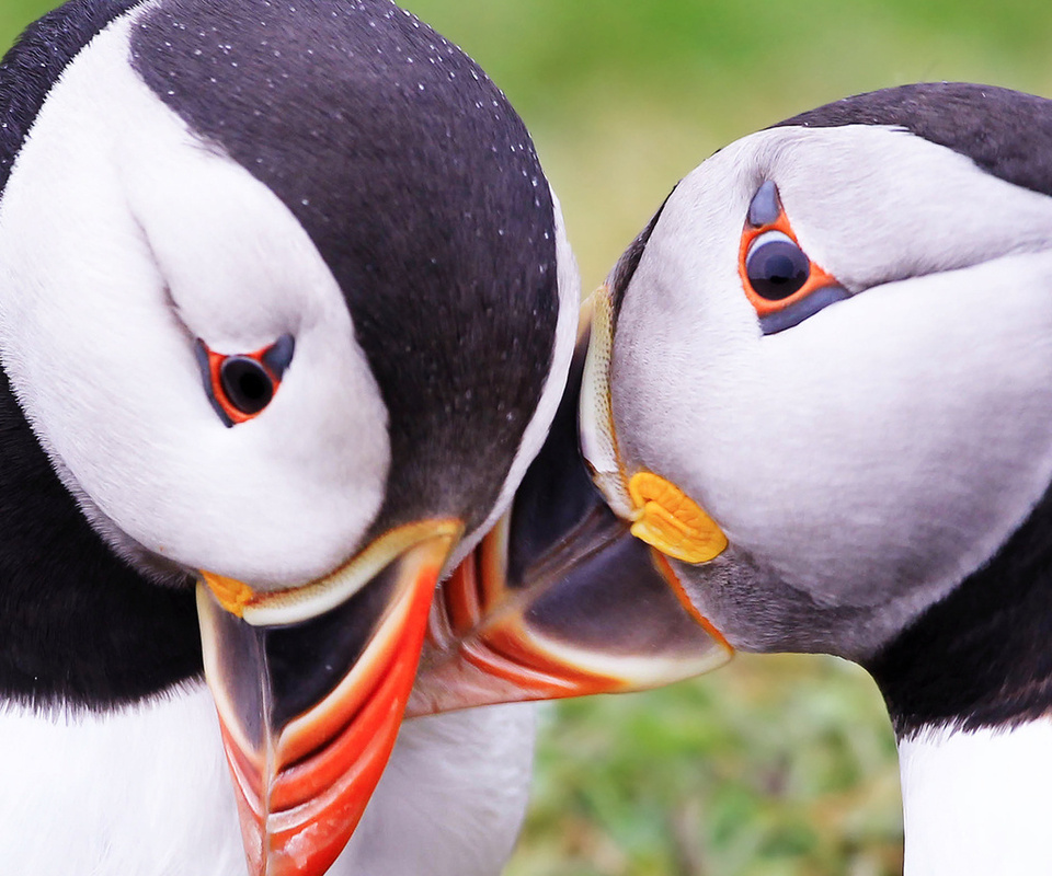  , puffins, fratercula arctica, 