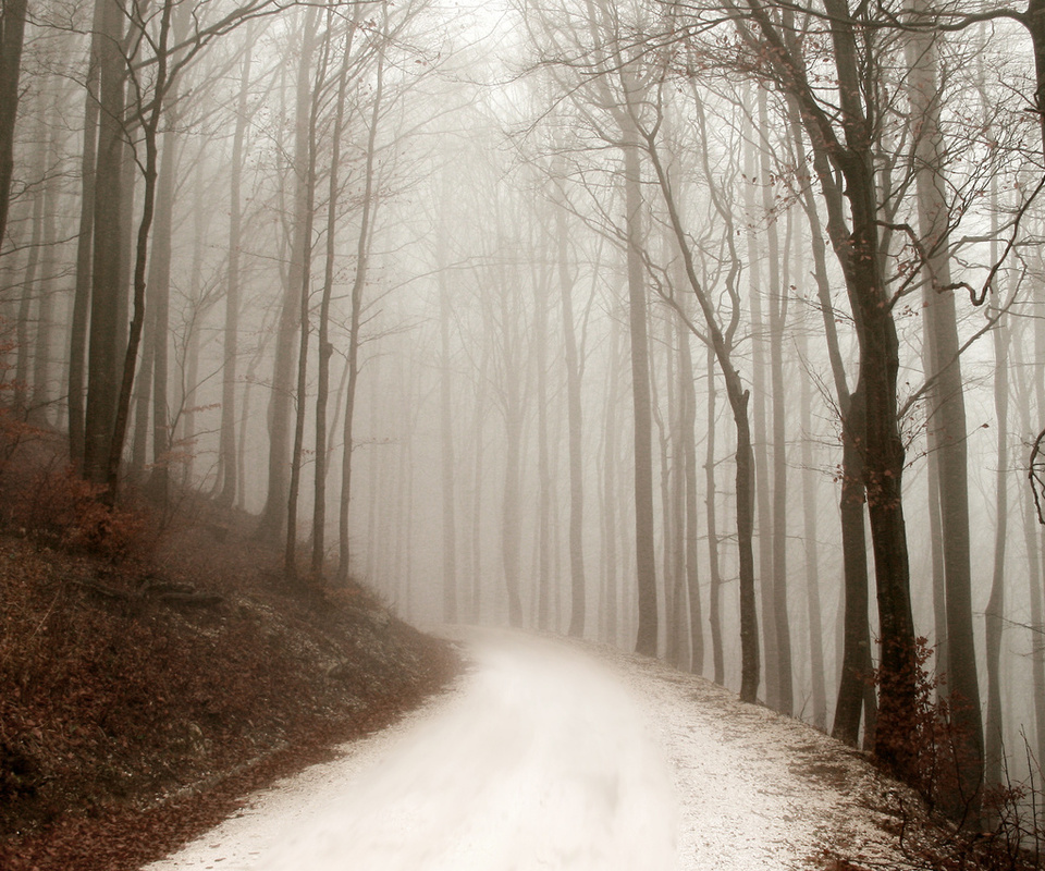 path, winter, ,  , , forest, , 